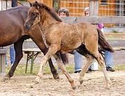 Njola von Heidmoor h